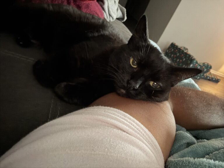 A black cat lying on a person's lap, relaxed and content, with cozy blankets and soft lighting in the background. Perfect for cat lovers and pet photography enthusiasts.